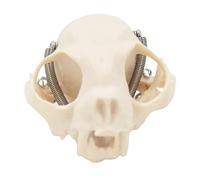 Realistic Cats Head Skeleton Model Anatomical Cats Skull Model Felidae Head Bone for Veterinary Training Lecture Report Home Schooling Veterinary Science