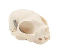 Realistic Cats Head Skeleton Model Realistic Cats Skull Model Flexible Parts Felidae Head Bone for Veterinary Training Home Schooling Veterinary Science