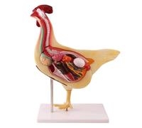 Realistic Chicken Dissection Model for Biological Education and Research | Enhance learning with a detailed, detachable chicken organ model.