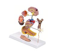 Realistic Diabete Hypertensions Diseases Model for Classroom Demonstrations and Health Awareness Clinical Education Tool