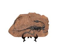 Realistic Dinosaur Skeleton Fossils Resins Statue Figurine Ornament for Desktop Book Shelf Display and Collection Gift Dinosaur Collectible Decoration