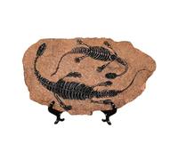 Realistic Dinosaur Skeleton Fossils Resins Statue Figurine Ornament for Desktop Book Shelf Display and Collection Gift Dinosaur Collectible Decoration