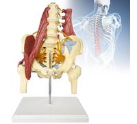 Realistic Flexible Spine Model & PVC Lumbar Spine Belt with Pelvic Muscle Model - Essential Teaching Tool for Medical Students & Chiropractors, Clear Structure, Anatomical Accuracy