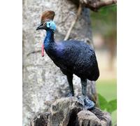 Realistic Flightless Bird Figure Model - Detailed Large Bird Replica for Education, Jungle Themed Decor, and Collector's Display