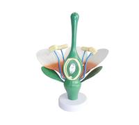 Realistic Flowel Leaves And Stamens Anatomy Models Biology Teaching Anatomical Flower Leaves Stamens Model Green Flower Model