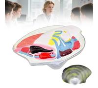 Realistic Freshwater Mussel Anatomy Model, Detailed Bivalve Dissection Simulator for Biology Education, School Labs & Science Classroom Displays