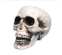 Realistic Halloween Skull Prop, Life-Size Plastic Human Skeleton Head, Human Skull Model FakeHead, Head Bone Model HumanSkeleton Statue Decoration for Indoor, Outdoor, Haunted House (White-13cm)