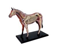 Realistic Horse Organ Model for Kids, Medical Educational Toy, Horse Anatomy Model with Removable Organs and Body Parts as Learning Aid for Children
