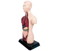 Realistic Human Anatomy Model - Educational Detachable Science Demonstration Kit, Interchangeable Organs of Human Body, STEM Learning Toys | Custom Girl Boy 6 Years Older Home