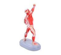 Realistic Human Exercise Muscles Model Portable Anatomical PVC Muscles Model for Clinical Training and Sports Training PVC Anatomy for Artists