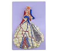 Realistic Human Respiratory Model Human Bronch Anatomy Model Life Size for Ideal for Hospital Anatomy Classroom L Life Size Medical-School Students
