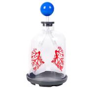 Realistic Human Respiratory Model with Diaphragm and Lung Structure for Exchange Demonstration in Educational Use Respiratory Model