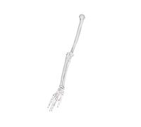 Realistic Human Skeleton Model Upper Limb Scapula Clavicle Model PVC Texture Perfect for Art and Rehabilitation Training Lab Educational Resource for Students Physical Therapist Artist Study
