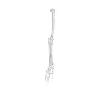 Realistic Human Skeleton Model Upper Limb Scapula Clavicle Model PVC Texture Perfect for Art and Rehabilitation Training Demonstration Tool PVC Left Right Side Human Skeletal Classroom