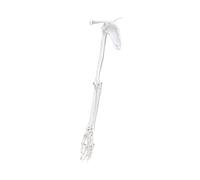 Realistic Human Skeleton Model Upper Limb Scapula Clavicle Model PVC Texture Perfect for Art and Rehabilitation Training Demonstration Tool PVC Left Right Side Human Skeletal Classroom