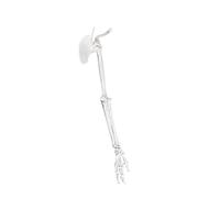 Realistic Human Skeleton Model Upper Limb Scapula Clavicle Model PVC Texture Perfect for Art and Rehabilitation Training Demonstration Tool PVC Left Right Side Human Skeletal Classroom