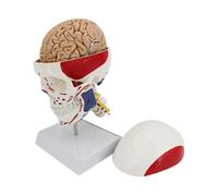 Realistic Human Skull Anatomy Model Including Neck Frame Perfect for Medical Training and Education Educational PVC Skull with Color-Coded Muscles Ideal for Classroom Study