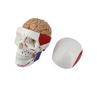 Realistic Human Skull Anatomy Model Including Neck Frame Perfect for Medical Training and Education Educational PVC Skull with Color-Coded Muscles Ideal for Classroom Study
