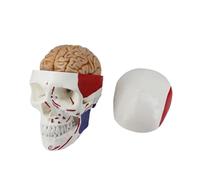 Realistic Life-Size Skull Anatomy Including Neck Frame for Practical Training Skull Model