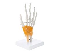 Realistic Movable Hand Skeleton Model for Medicals Students Anatomy Study and Art Reference Anatomical Hand Joint Model