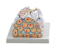 Realistic Multipurpose Smooth Muscle Anatomical Model for School Teaching and Clinical Training Anatomy Model