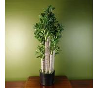 Realistic Potted Artificial Palm and Tropical Trees - Ready to Display