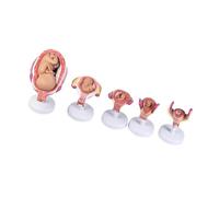 Realistic Pregnancy Model Embryo Development Five Components Detachable Parts for Classroom Use PVC Construction Detachable Embryo