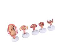 Realistic Pregnancy Model Embryo Development Five Components Detachable Parts for Classroom Use PVC Construction Embryo Development