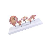 Realistic Pregnancy Model Embryo Development Five Components Detachable Parts for Classroom Use PVC Construction Embryo Development
