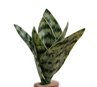 Realistic PVC Snake Plant 19cm Faux Greenery(Dark Green)