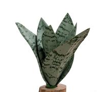 Realistic PVC Snake Plant 19cm Faux Greenery(Light green)