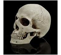 Realistic Resin Human Skull Decor - Life-Size Halloween Skeleton Head with Removable Jaw, Macabre Fake Skull Prop for Home, Office, or Haunted Display