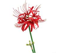Realistic Silk for lily Flower 65cm Red Home Decor Realistic(Bright Red Flower)