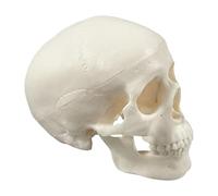 Realistic Skull Anatomy Model - Small Skeleton Head For Teaching, Halloween Decor And Classroom Display | Medical Study Tool Or Spooky Home Accent