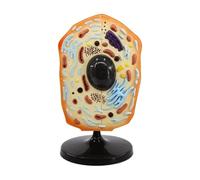 Realistic Teaching Of Human Anatomy Models Animal Cell Models Plant Cell Models 3D Biological Models Plant Anatomy Models Teaching