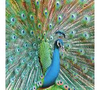 Really Wild Cards Peacock Photograph With Sound Effect Greeting Card