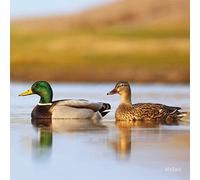 Really Wild Cards RSPB Mallard With Sound Effect Greeting Card