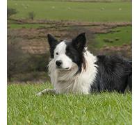 Really Wild Cards Sheepdog Photograph With Sound Effect Greeting Card