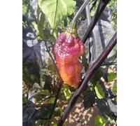 Reaper Sbagliato Orange Chilli Seeds - 10 Fresh Seeds