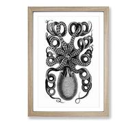 Rear of an Octopus in Black & White by George Shaw Framed Print | A2 Oak Framed Wall Art | Ready to Hang | Modern Animal Picture | Living Room Bedroom Lounge Office