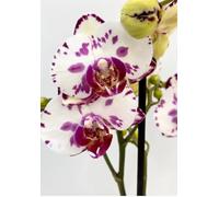 Rebel Plants Phalaenopsis Viola, 12cm nursery pot, 40-50cm size, housewarming gift, special orchid, decorative pot not included, live orchid