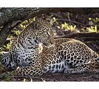 Rebirth In The Mara