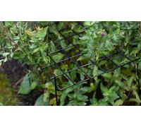 Rectangle Grow Through Grid Support for Plants: One