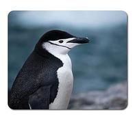 Rectangle Mouse Mat - Chinstrap Penguin Antarctica Bird Wildlife 23.5 x 19.6 cm (9.3 x 7.7 inches) for Computer & Laptop, Office, Non-slip Base #44588