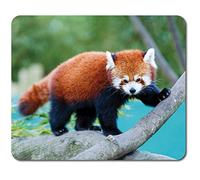 Rectangle Mouse Mat - Wild Red Panda Nature Animal Bear 23.5 x 19.6 cm (9.3 x 7.7 inches) for Computer & Laptop, Office, Non-slip Base #46441