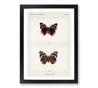 Red Admiral Butterfly by S.F. Denton Framed Print | A2 Black Framed Wall Art | Ready to Hang | Modern Animal Picture | Living Room Bedroom Lounge Office