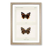Red Admiral Butterfly by S.F. Denton Framed Print | A2 Oak Framed Wall Art | Ready to Hang | Modern Animal Picture | Living Room Bedroom Lounge Office