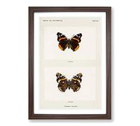 Red Admiral Butterfly by S.F. Denton Framed Print | A2 Walnut Framed Wall Art | Ready to Hang | Modern Animal Picture | Living Room Bedroom Lounge Office