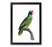 Red-and-Blue Amazon Parrot by F. Levaillant Framed Print | A2 Black Framed Wall Art | Ready to Hang | Modern Animal Picture | Living Room Bedroom Lounge Office