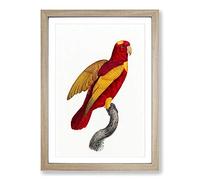 Red-and-Gold Lory by F. Levaillant Framed Print | A2 Oak Framed Wall Art | Ready to Hang | Modern Nature Picture | Living Room Bedroom Lounge Office